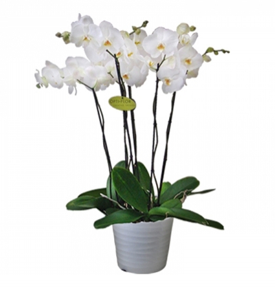 Две белые орхидеи 4 орхидеи в керамической вазе 