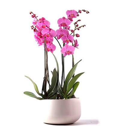 Пурпурные орхидеи в оформлении 4 орхидеи  