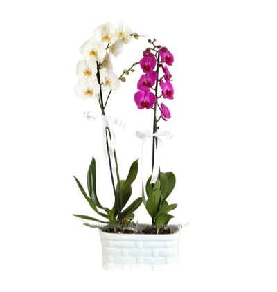 Çiftli beyaz orkide Mor ve Beyaz Orkide 