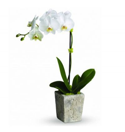 доставка цветов в Турцию Одна белая орхидея в оформлении 