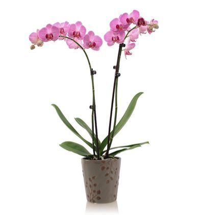 6 dal mor orkide Phalanopsis Orkide 