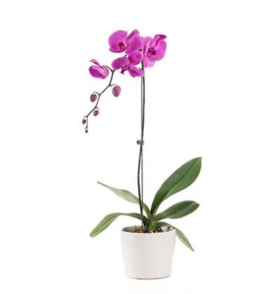 доставка цветов в Турцию Пурпурные орхидеи в оформлении 